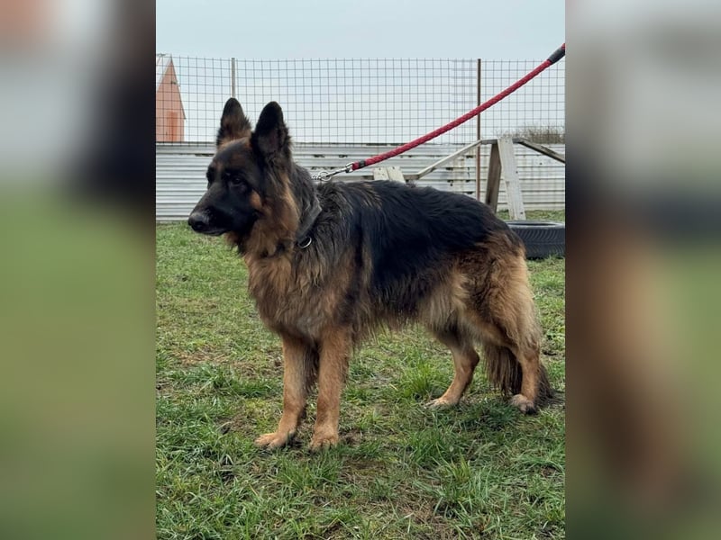 ❤️ Bronto ein Traumhund