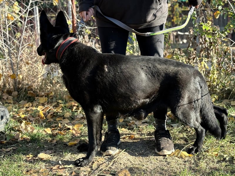 Elza - Gnadenplatz gesucht!!!