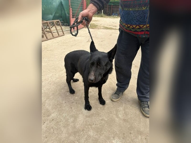 Elza - Gnadenplatz gesucht!!!