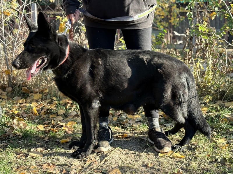 Elza - Gnadenplatz gesucht!!!