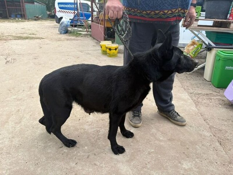 Elza sucht Gnadenplatz