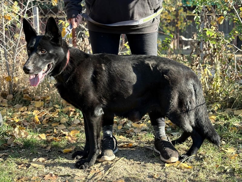 Elza - Gnadenplatz gesucht!!!