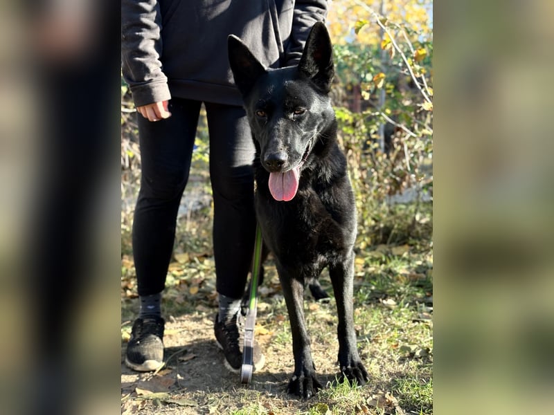 Elza - Gnadenplatz gesucht!!!