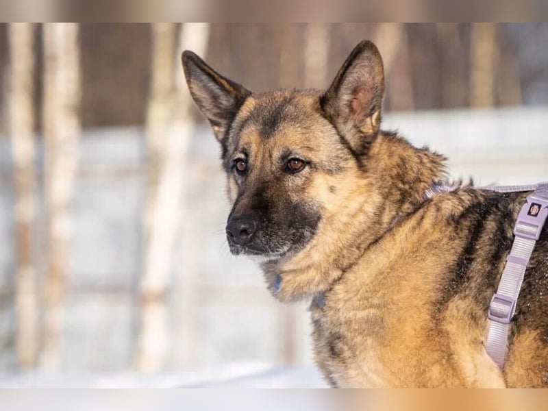 Menschenbezogene Lima sucht ihr Zuhause