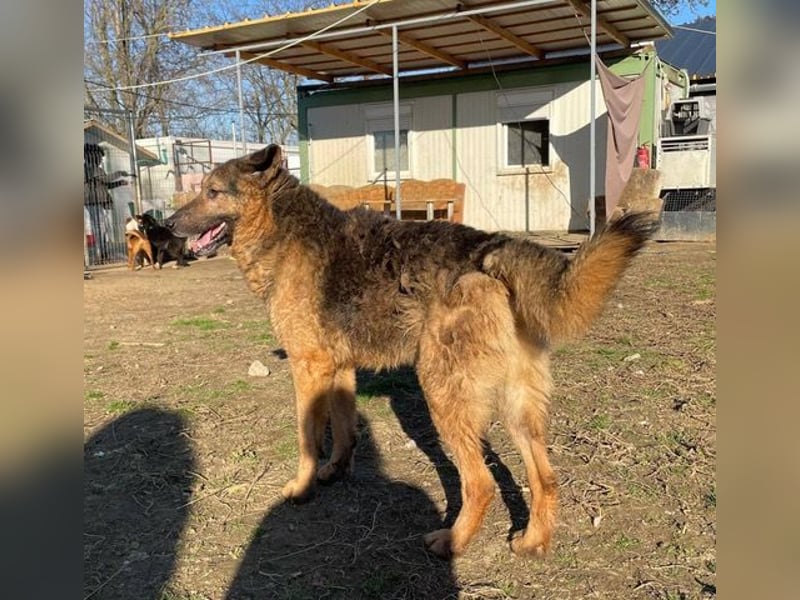 Robi, sanftmütiger Senior sucht liebevolles Zuhause