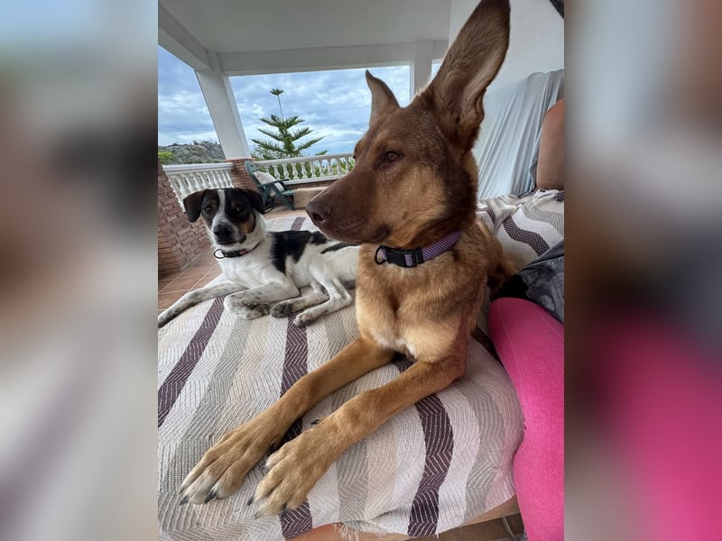 FILOU - Schäferhund Schmusebär