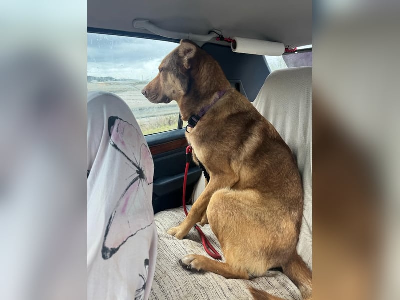 FILOU - Schäferhund Schmusebär