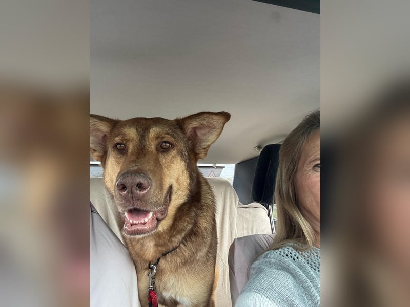 FILOU - Schäferhund Schmusebär