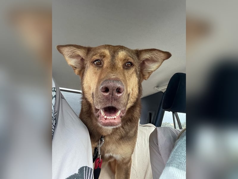 FILOU - Schäferhund Schmusebär