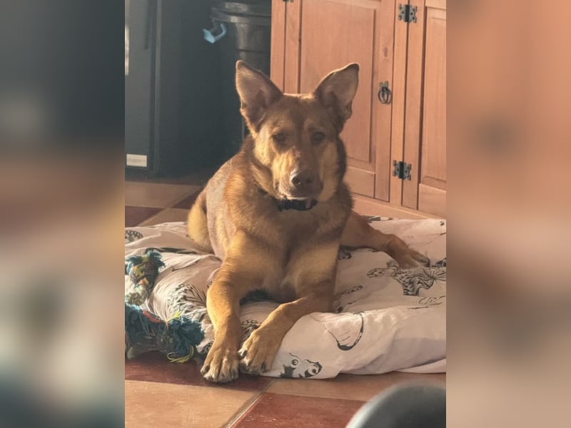 FILOU - Schäferhund Schmusebär