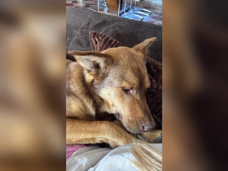 FILOU - Schäferhund Schmusebär