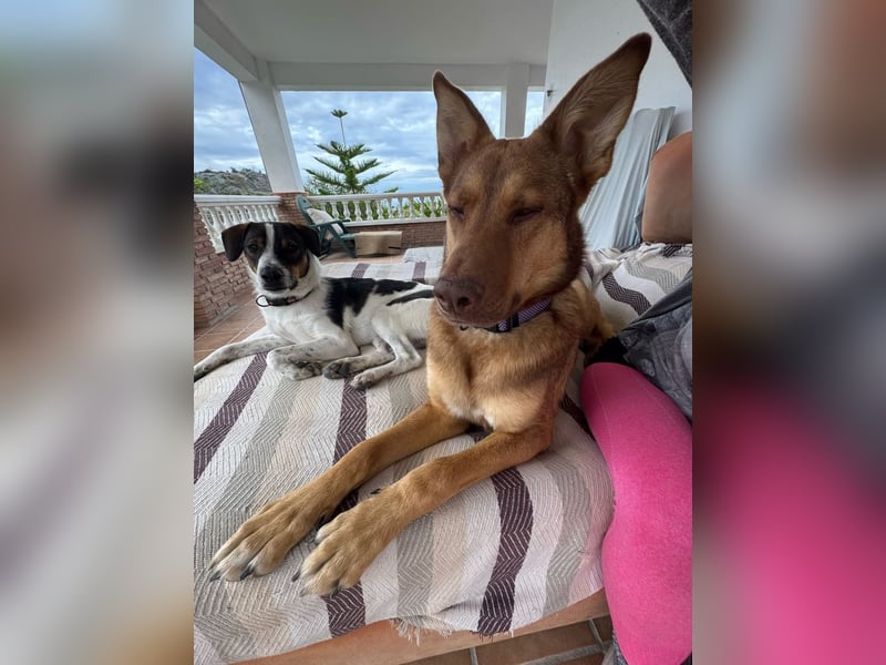 FILOU - Schäferhund Schmusebär