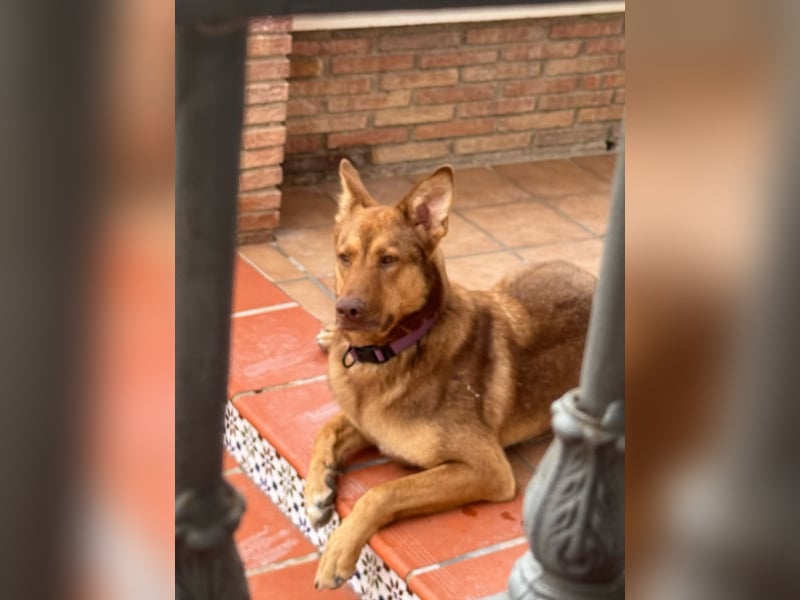 FILOU - Schäferhund Schmusebär