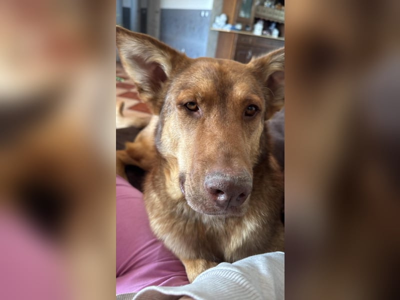 FILOU - Schäferhund Schmusebär