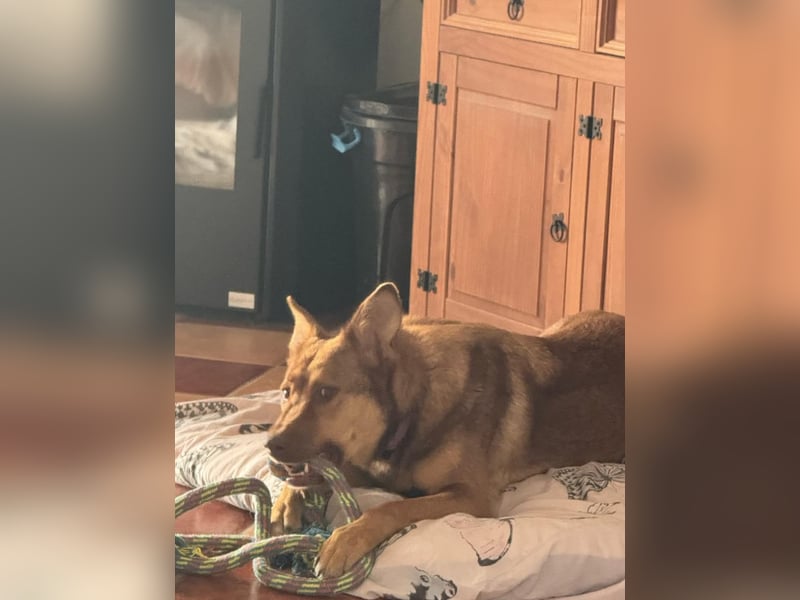 FILOU - Schäferhund Schmusebär