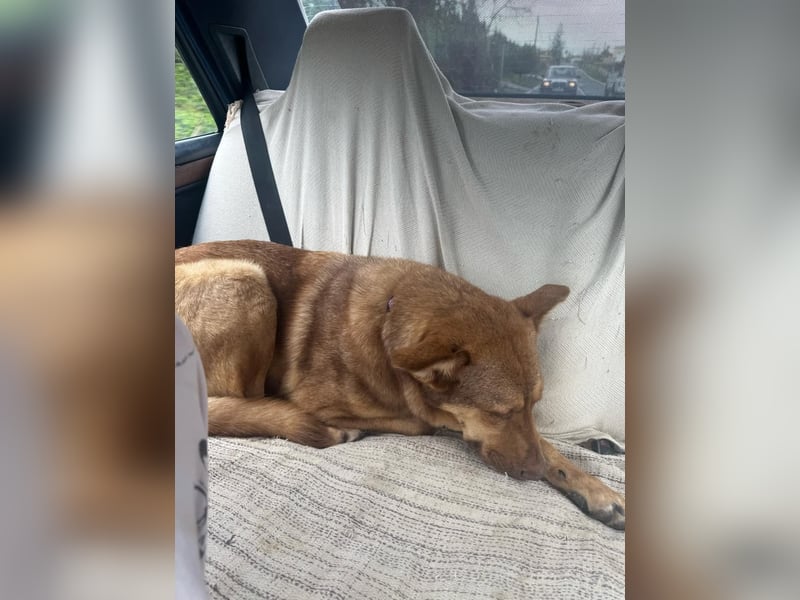 FILOU - Schäferhund Schmusebär