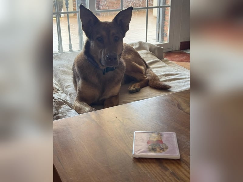 FILOU - Schäferhund Schmusebär