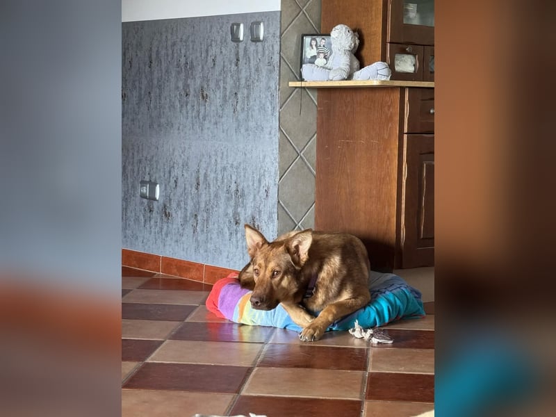 FILOU - Schäferhund Schmusebär