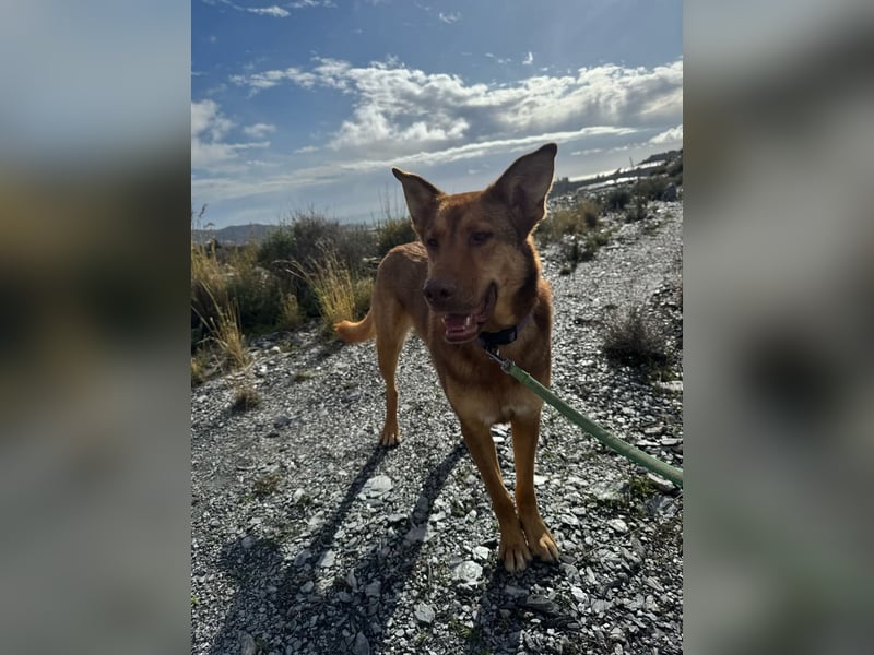 FILOU - Schäferhund Schmusebär