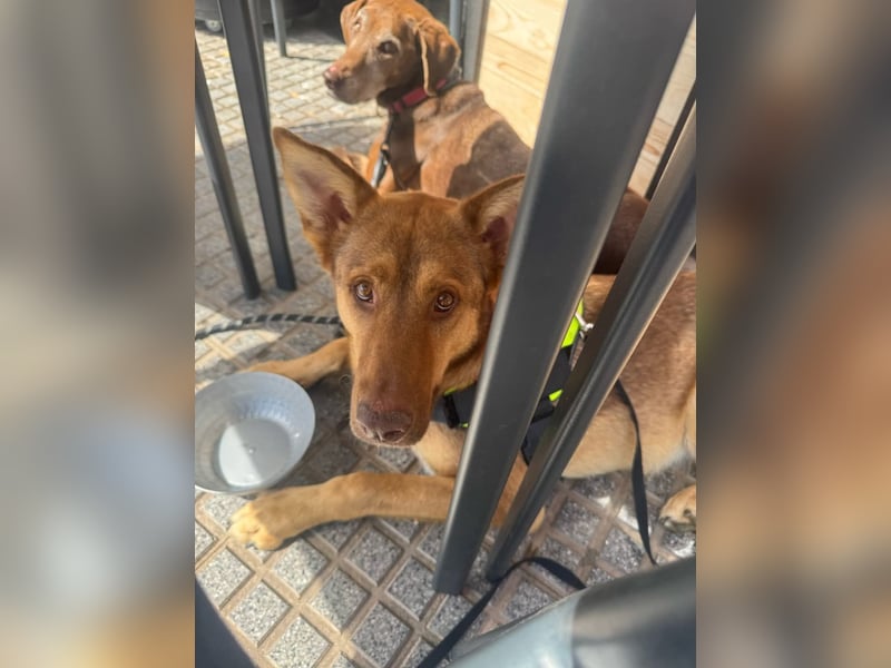 FILOU - Schäferhund Schmusebär