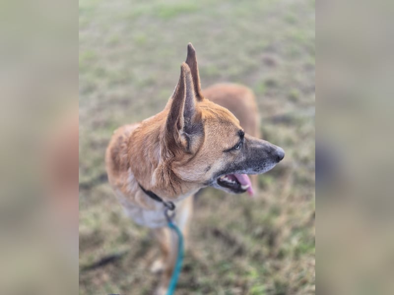 Rambo sucht ein neues Zuhause, toller Schäfi-Rüde mit großem Herz!
