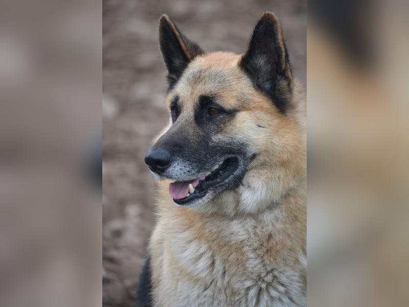 Absolut lieber und anhänglicher Schäferhund Leos sucht Freunde seiner Rasse, ca. 2020 geboren