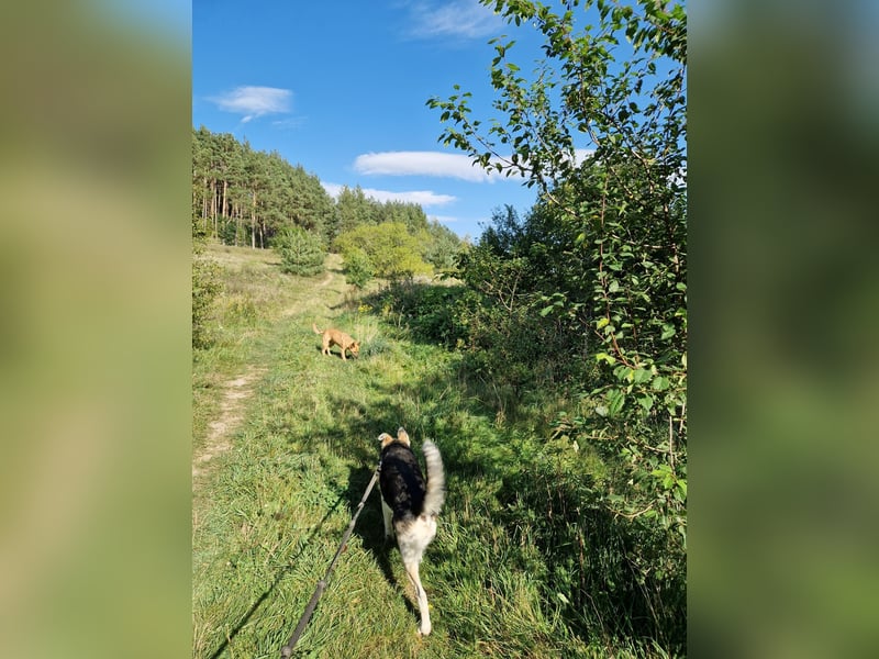 Sein blaues Auge macht ihn unverkennbar. Sehr lieber Rüde NIKI, ca. 2020 geboren, aktiv, lebensfroh