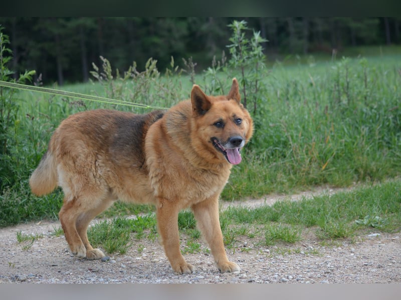 KARLI – sanfter Schäferhund sucht sein Zuhause