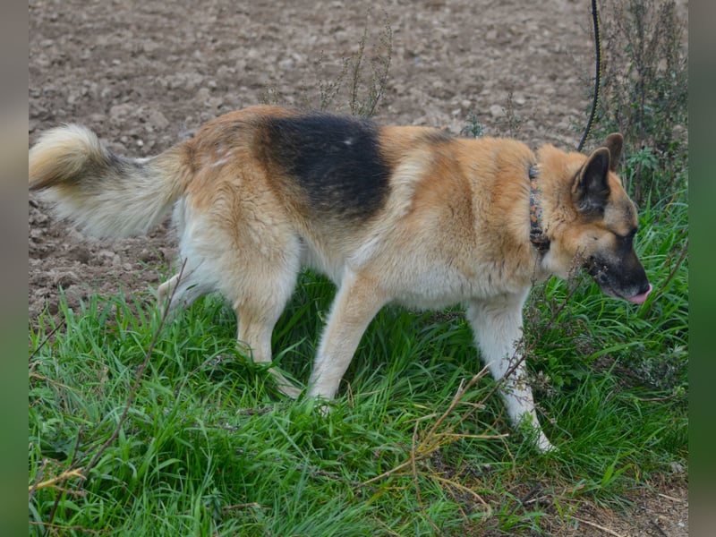 Absolut lieber und anhänglicher Schäferhund Leos sucht Freunde seiner Rasse, ca. 2020 geboren
