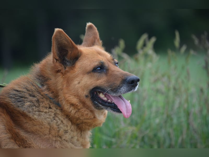 KARLI – sanfter Schäferhund sucht sein Zuhause