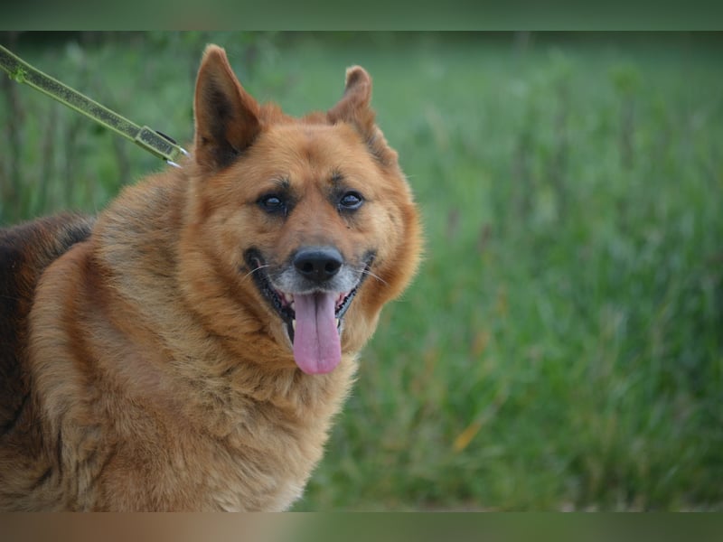 KARLI – sanfter Schäferhund sucht sein Zuhause