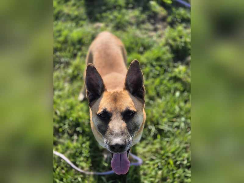 Rambo sucht ein neues Zuhause, toller Schäfi-Rüde mit großem Herz!