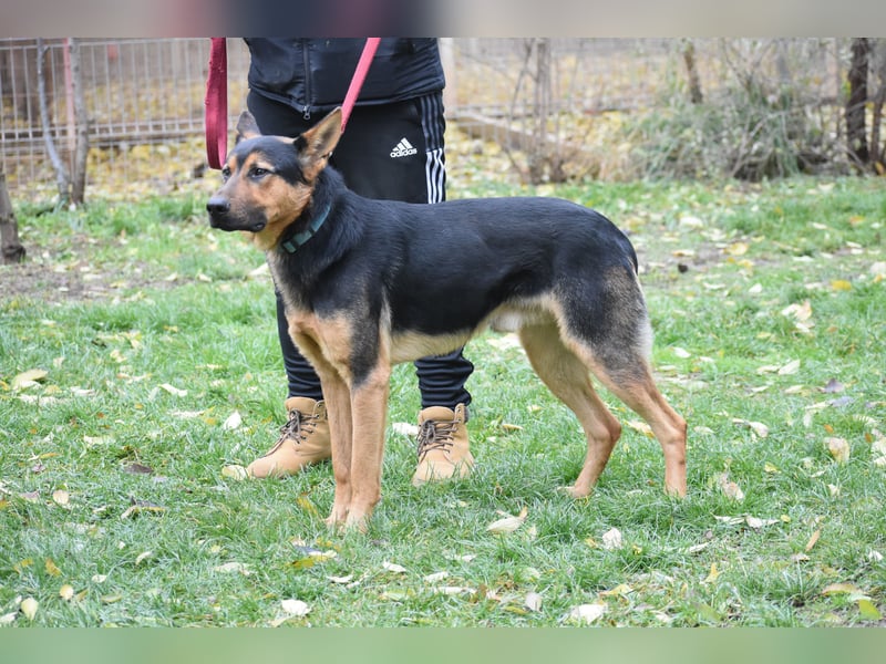 Schäferhundfreunde gesucht, MORRIS, ca. 11.2023 geboren