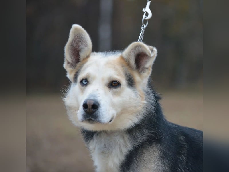 Sein blaues Auge macht ihn unverkennbar. Sehr lieber Rüde NIKI, ca. 2020 geboren, aktiv, lebensfroh