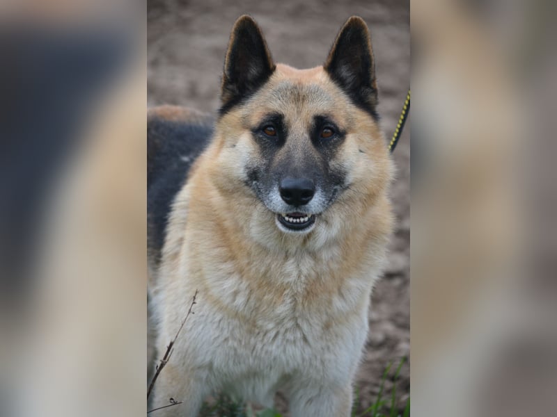 Absolut lieber und anhänglicher Schäferhund Leos sucht Freunde seiner Rasse, ca. 2020 geboren