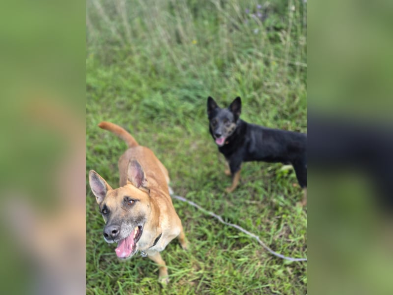 Rambo sucht ein neues Zuhause, toller Schäfi-Rüde mit großem Herz!