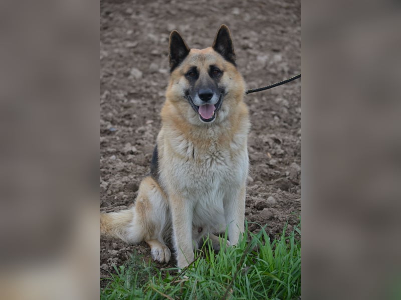 Absolut lieber und anhänglicher Schäferhund Leos sucht Freunde seiner Rasse, ca. 2020 geboren