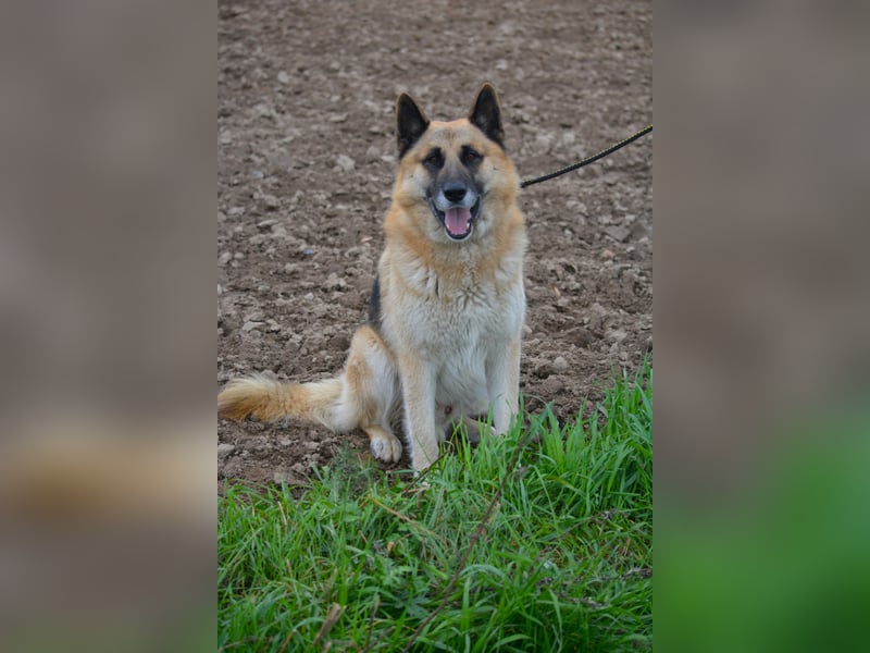 Absolut lieber und anhänglicher Schäferhund Leos sucht Freunde seiner Rasse, ca. 2020 geboren