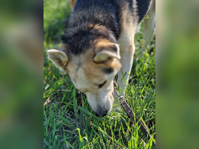 Sein blaues Auge macht ihn unverkennbar. Sehr lieber Rüde NIKI, ca. 2020 geboren, aktiv, lebensfroh