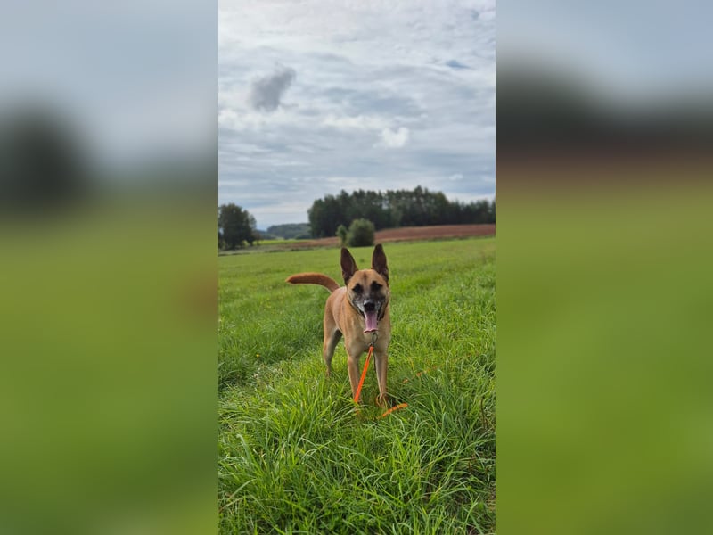 Rambo sucht ein neues Zuhause, toller Schäfi-Rüde mit großem Herz!
