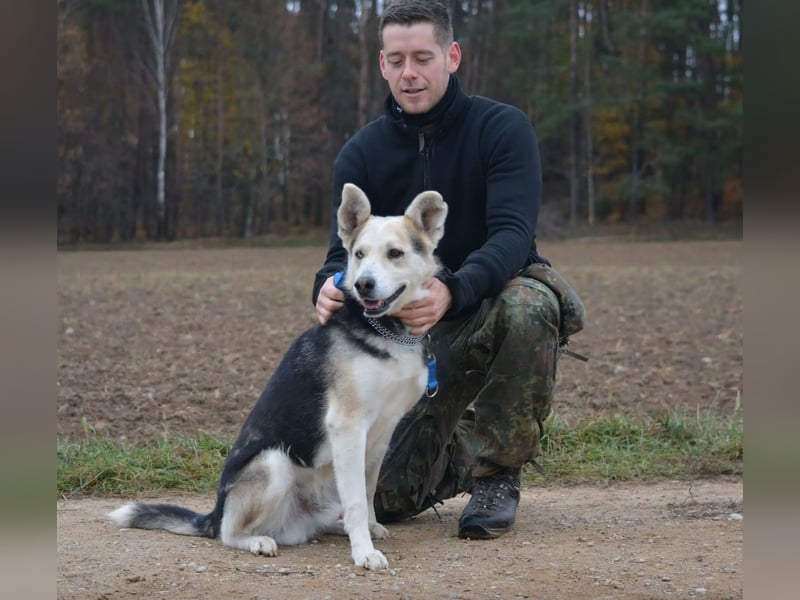 Sein blaues Auge macht ihn unverkennbar. Sehr lieber Rüde NIKI, ca. 2020 geboren, aktiv, lebensfroh