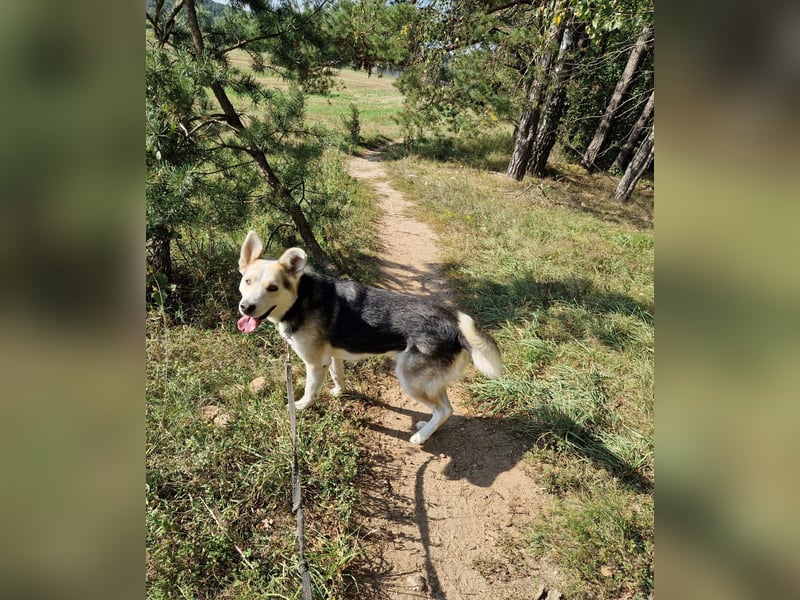 Sein blaues Auge macht ihn unverkennbar. Sehr lieber Rüde NIKI, ca. 2020 geboren, aktiv, lebensfroh