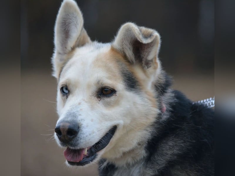 Sein blaues Auge macht ihn unverkennbar. Sehr lieber Rüde NIKI, ca. 2020 geboren, aktiv, lebensfroh
