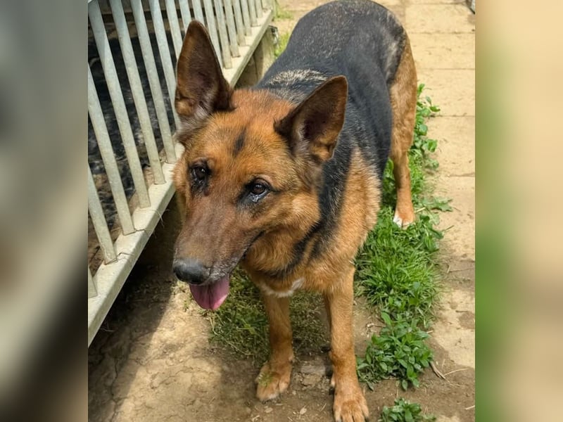 Bella -Sanfte Hundeseniorin mit großem Herzen