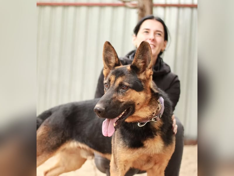 DOREL - Stattlicher Schäferhundmix mit großem Herz sucht ein Zuhause mit Rückhalt und Verständnis