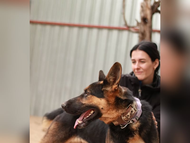 DOREL - Stattlicher Schäferhundmix mit großem Herz sucht ein Zuhause mit Rückhalt und Verständnis