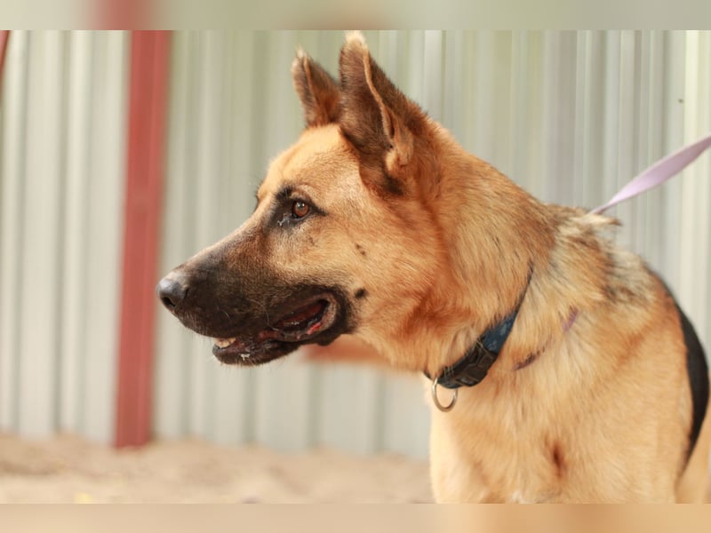 HEROLD - Aktiver, energiegeladener Schäferhund-Mix