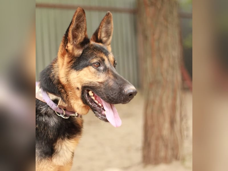 DOREL - Stattlicher Schäferhundmix mit großem Herz sucht ein Zuhause mit Rückhalt und Verständnis