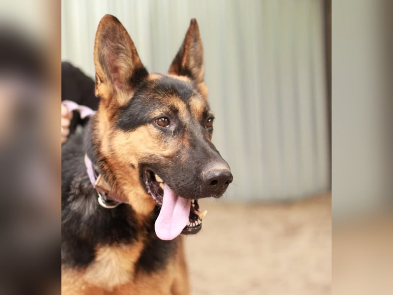 DOREL - Stattlicher Schäferhundmix mit großem Herz sucht ein Zuhause mit Rückhalt und Verständnis