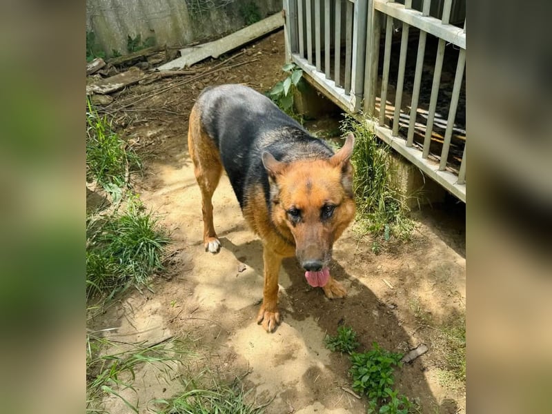 Bella -Sanfte Hundeseniorin mit großem Herzen